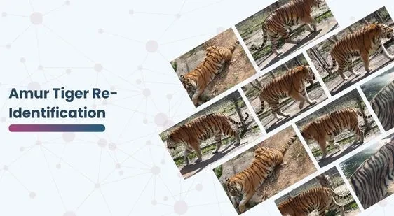 Amur Tiger Re-Identification