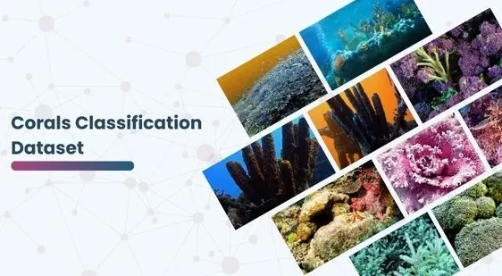 Corals Classification Dataset