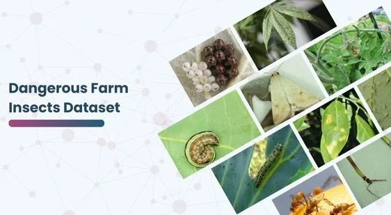 Dangerous Farm Insects Dataset