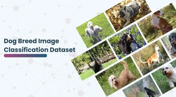 Dog Breed Image Classification Dataset