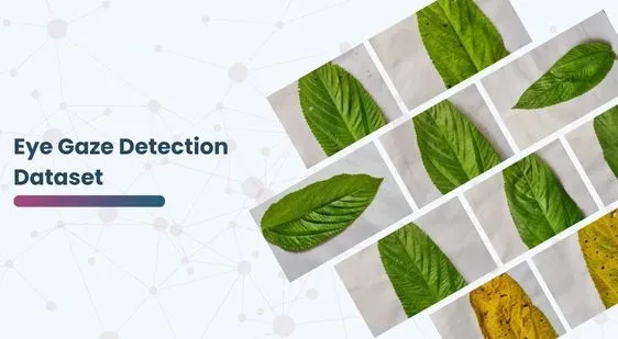 Jute Leaf Disease Detection Dataset