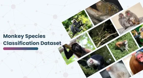 Monkey Species Classification Dataset