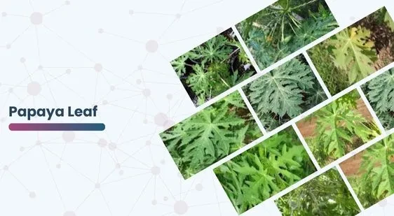 Papaya Leaf