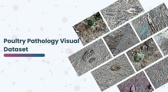 Poultry Pathology Visual Dataset