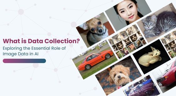 Image Data Collection AI: The Backbone of AI Development
