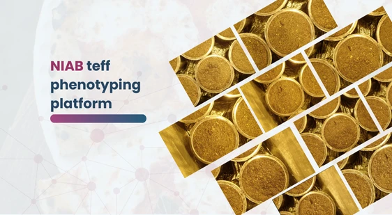 NIAB teff phenotyping platform
