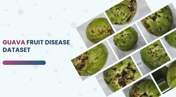 Guava Fruit Disease Dataset