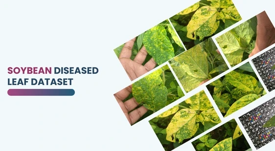 Soybean Diseased Leaf Dataset